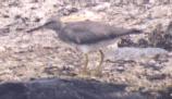 [Wandering Tattler]