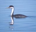 [Western Grebe]