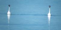 [Western Grebe]