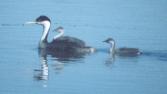 [Western Grebe]