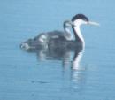 [Western Grebe]