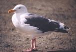 [Western Gull]