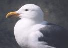 [Western Gull]