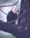 [White-headed Woodpecker]