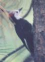 [White-headed Woodpecker]