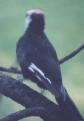 [White-headed Woodpecker]