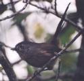[Wrentit]
