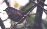 [Wrentit]
