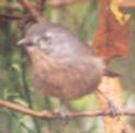 [Wrentit]