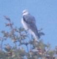 [White-tailed Kite]