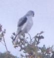 [White-tailed Kite]