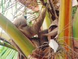 [Two-toed Sloth]