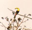 [Keel-billed Toucan]