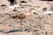[Long-billed Curlew]