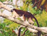 [Red-naped Tamarin]