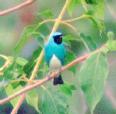 [Swallow Tanager]