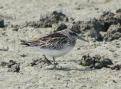 [Broad-billed Sandpiper]