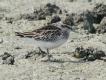 [Broad-billed Sandpiper]