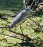 [Black-crowned Night Heron]