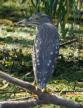 [Black-crowned Night Heron]