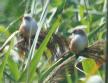 [Bearded Reedling]