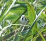 [Bearded Reedling]