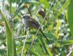 [Bearded Reedling]