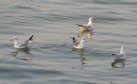 [Black-headed Gull]