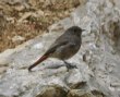 [Black Redstart]