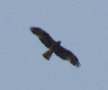 [Booted eagle]