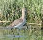 [Black-tailed Godwit]