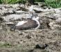 [Black-winged Stilt]