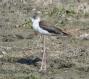 [Black-winged Stilt]