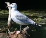 [Caspian Gull]