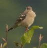 [Chaffinch]