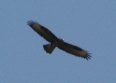 [Common Buzzard]