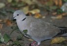 [Eurasian Collared Dove]
