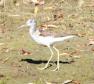 [Common Greenshank]