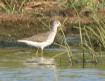 [Common Greenshank]