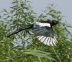 [Common Magpie]