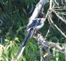 [Common Magpie]