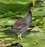 [Common Moorhen]