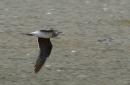 [Collared Pratincole]