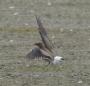 [Collared Pratincole]