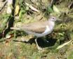 [Common Sandpiper]