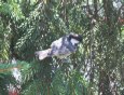 [Coal Tit]