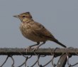 [Crested Lark]