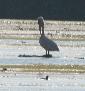 [Dalmatian Pelican]