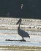 [Dalmatian Pelican]