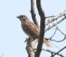 [Eurasian Tree Sparrow]